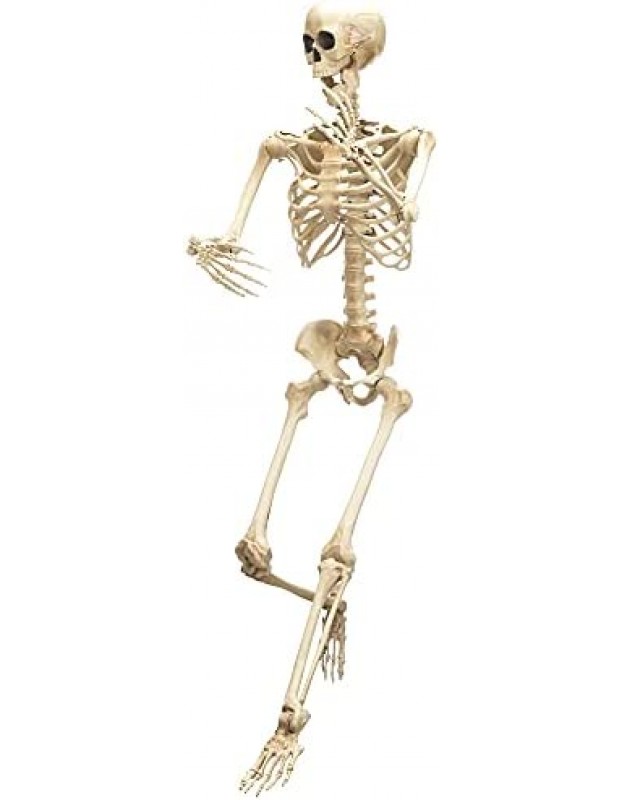 Joyin 5 Ft Halloween Life Size Skeleton Full Body Plastic